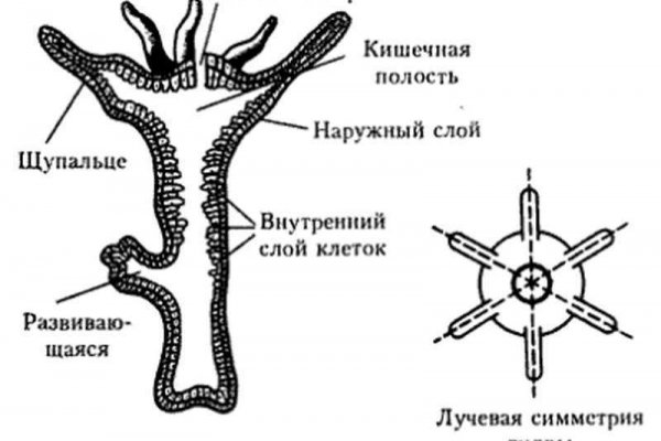 Как купить наркотик в кракен